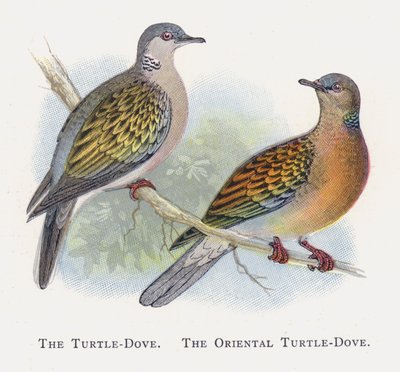 De Tortelduif, De Oosterse Tortelduif door Alexander Francis Lydon